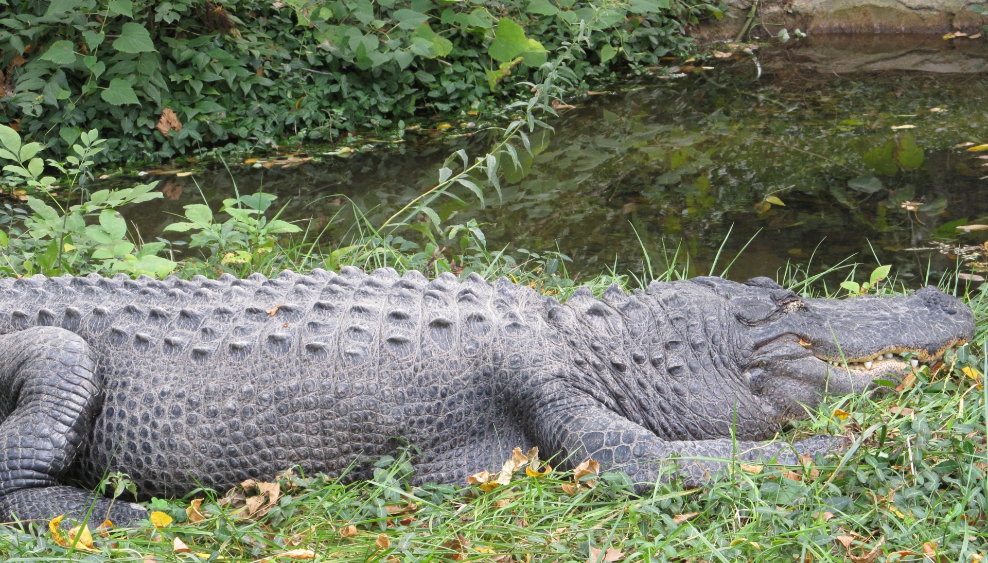 alligator wildlife nature free photo