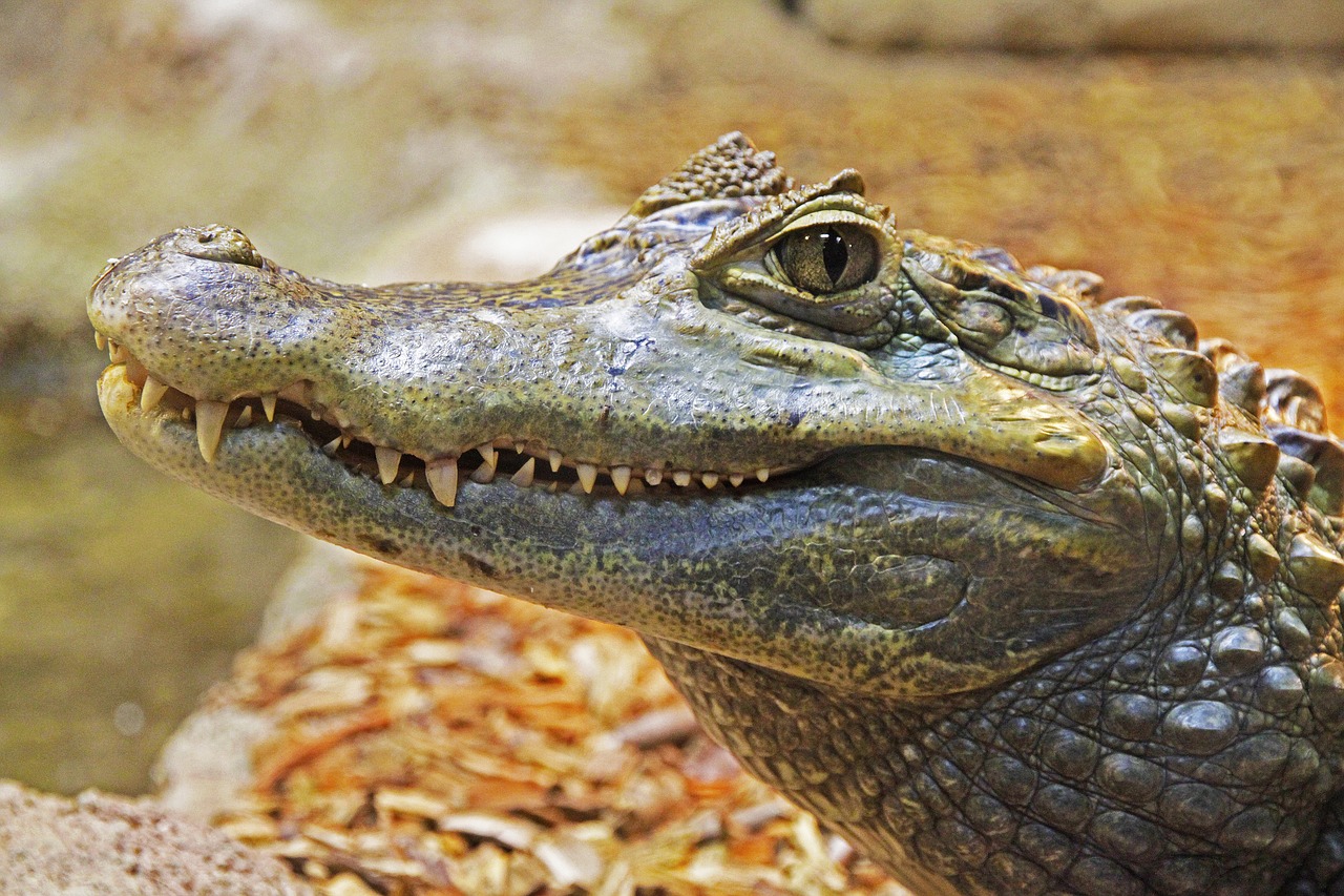 alligator gator teeth free photo
