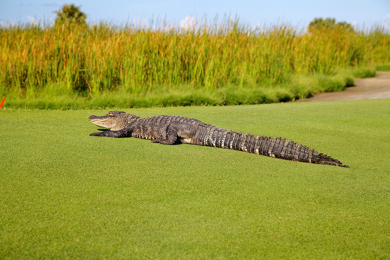 alligator golf course wildlife free photo