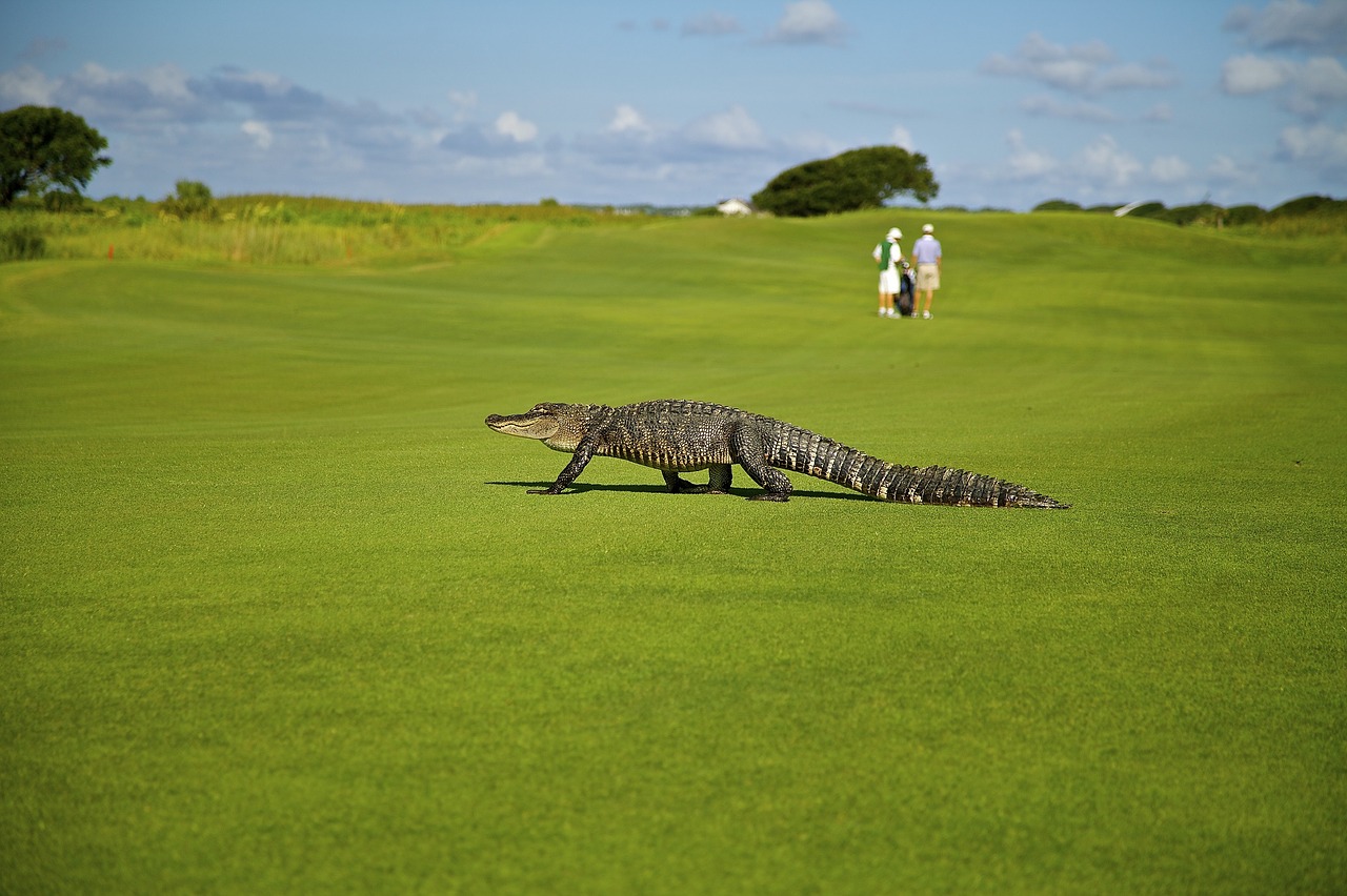 alligator golf course golfers free photo