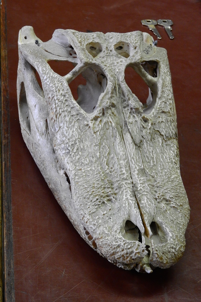 alligator skull cranium free photo
