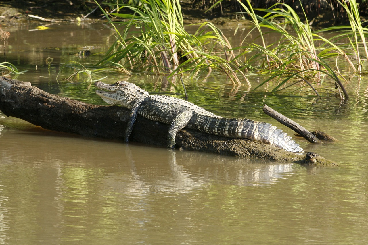 alligator swamp bayou free photo