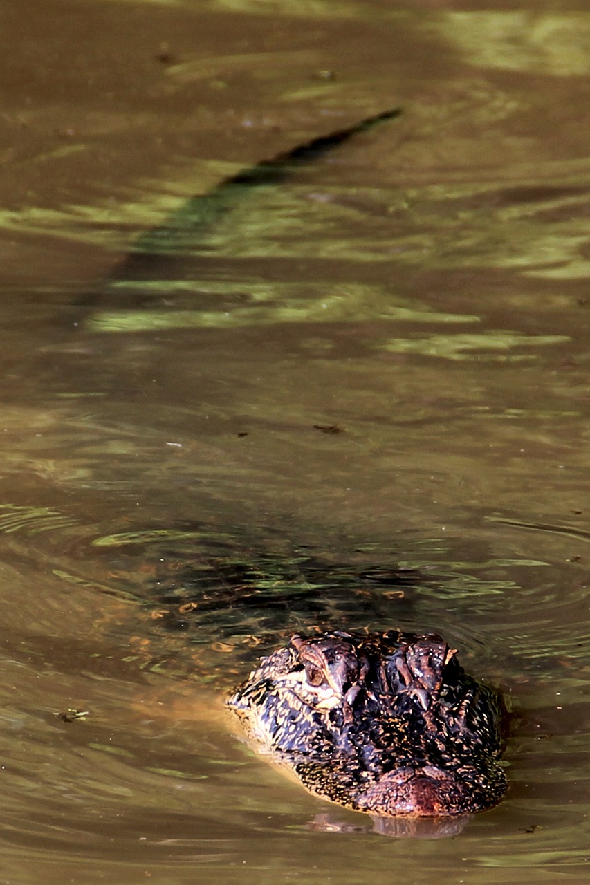 alligator swamp bayou free photo