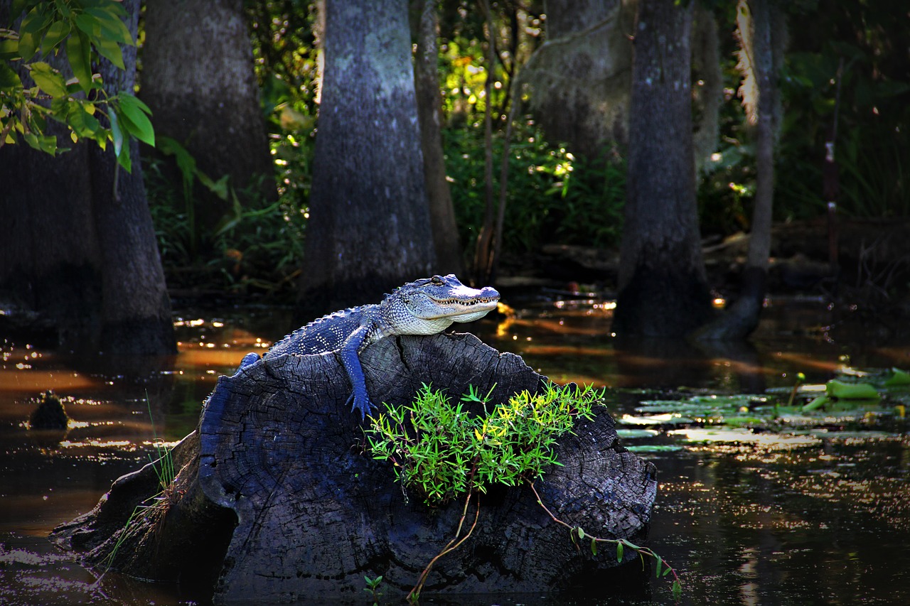 alligator gator louisiana free photo
