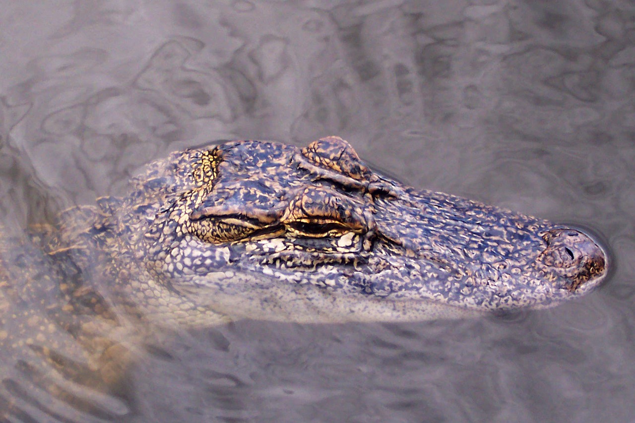 alligator gator head free photo