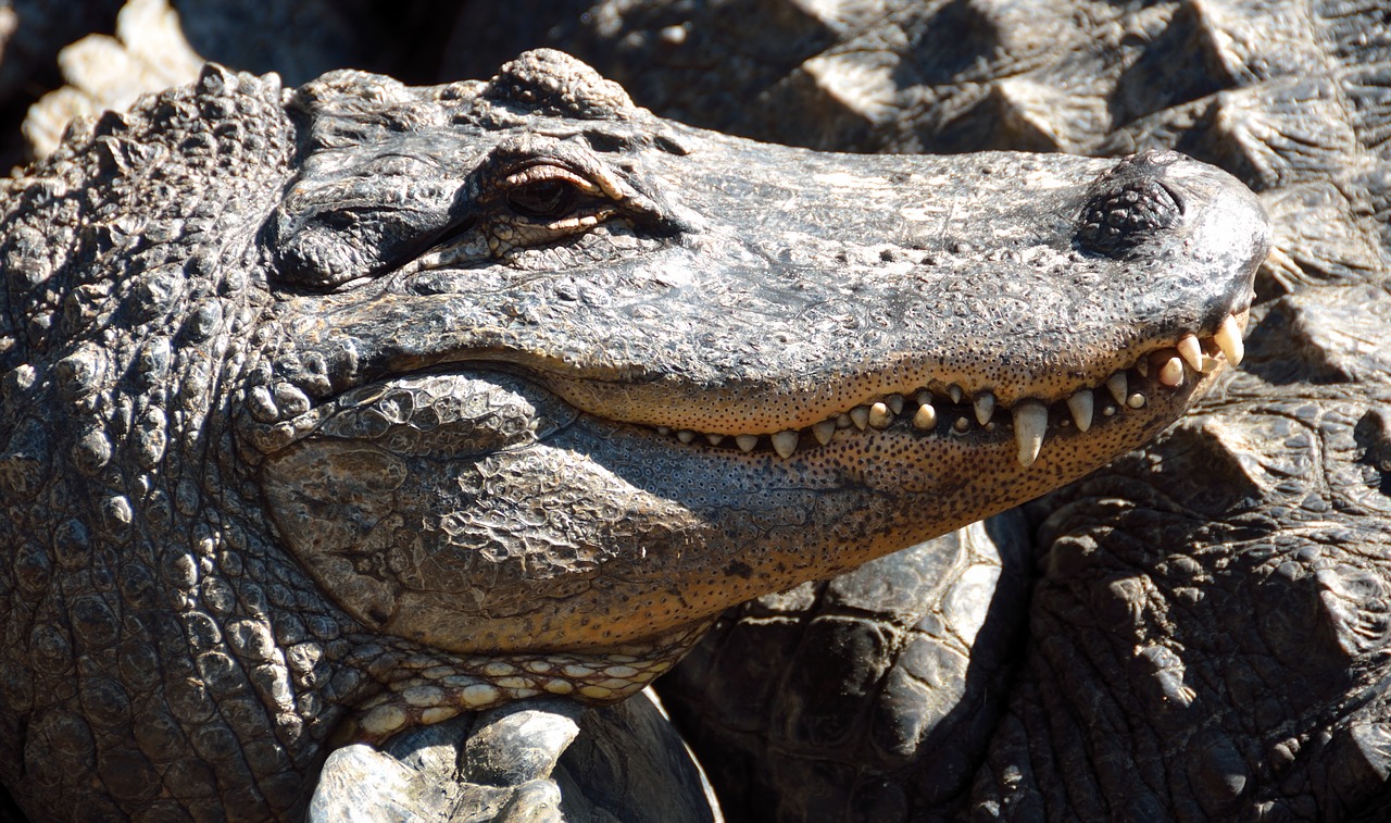 alligator reptile close up free photo