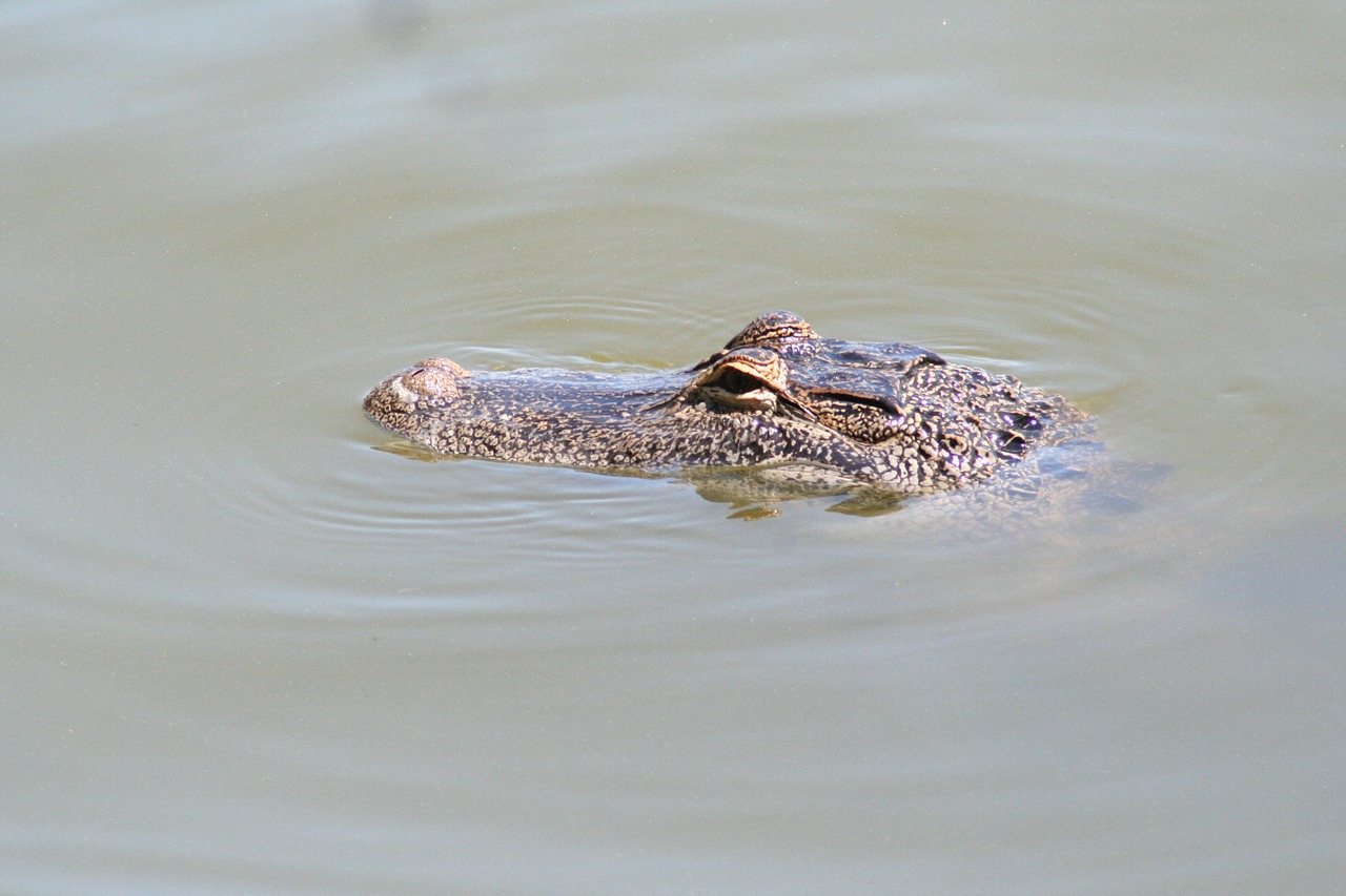 alligator florida gator free photo