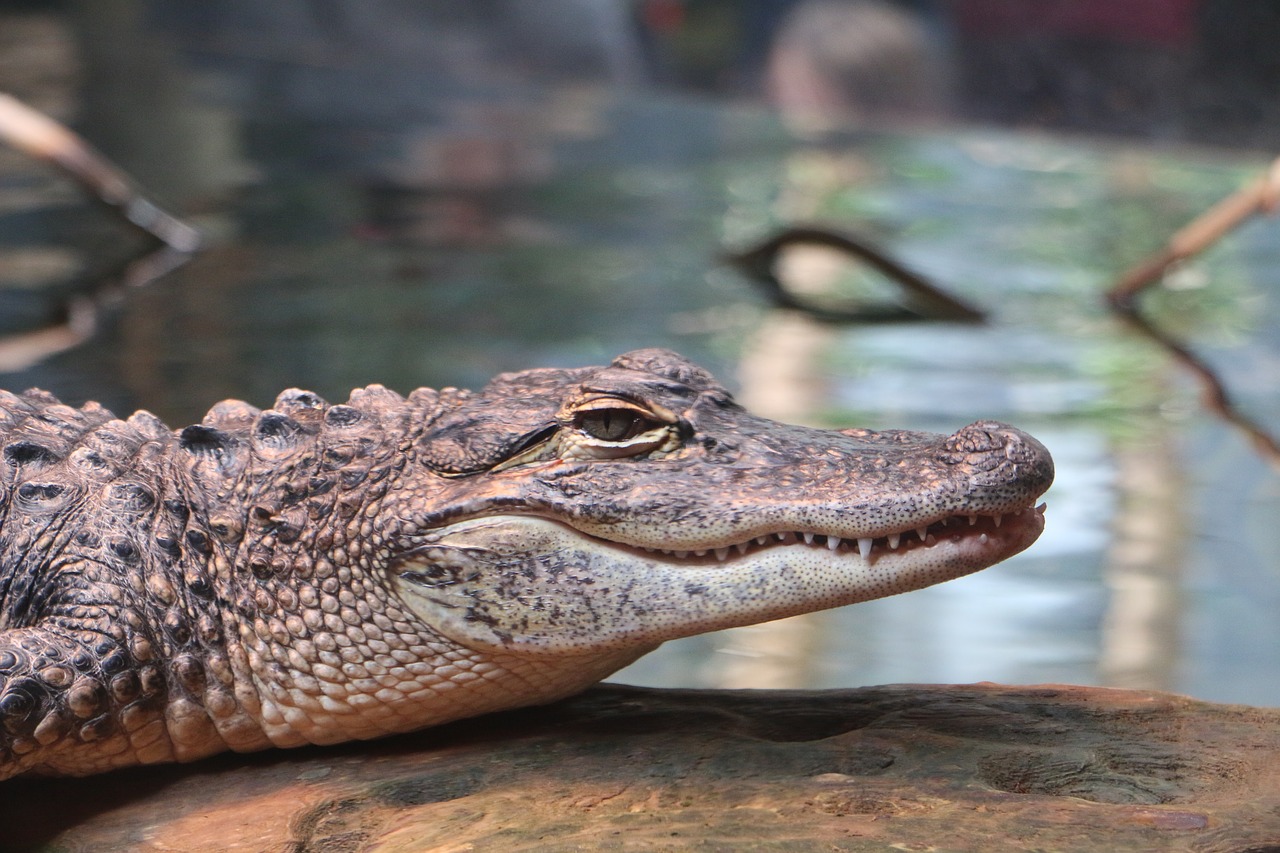 alligator smile gator free photo