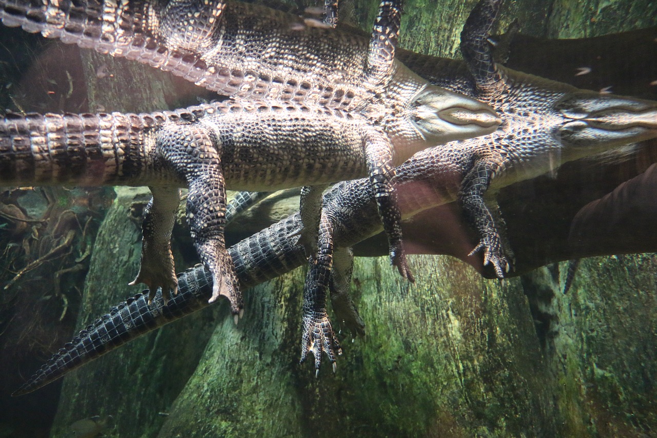 alligator swimming marsh free photo