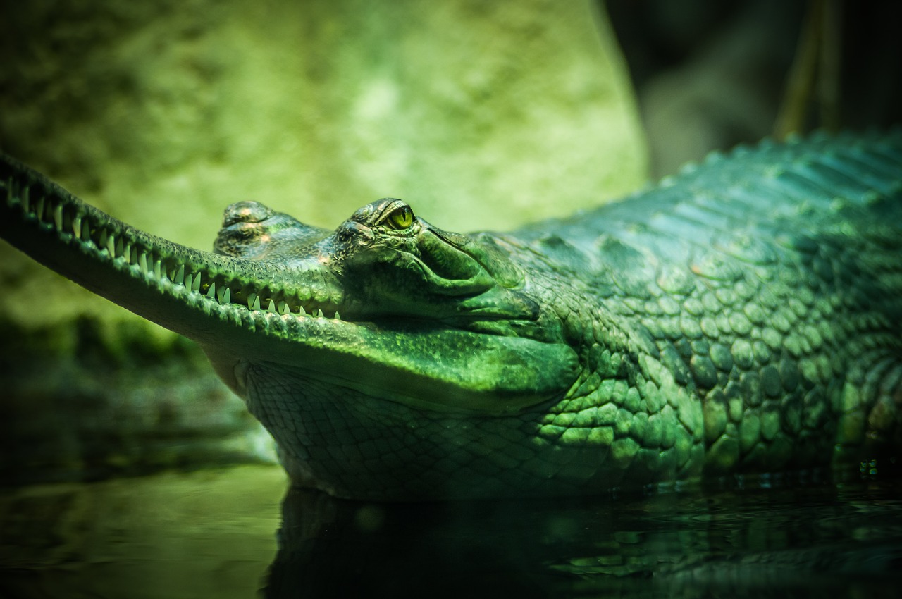 alligator animal animal photography free photo