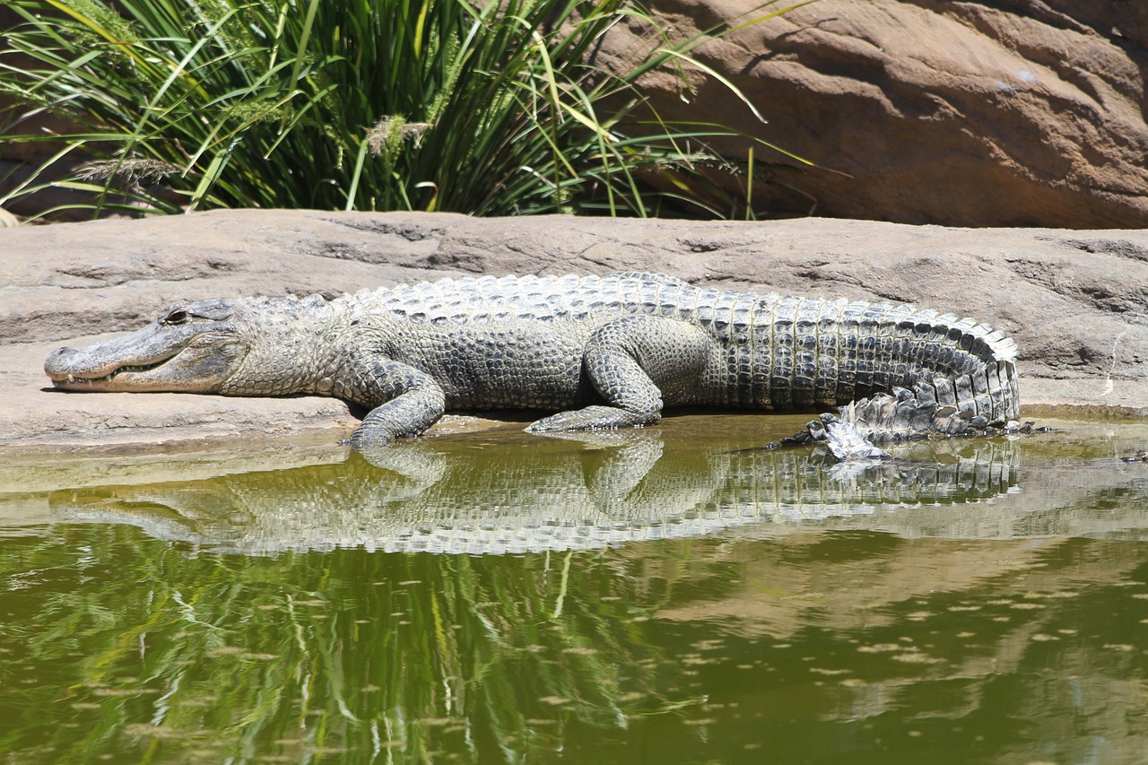 alligator crocodile reptile free photo