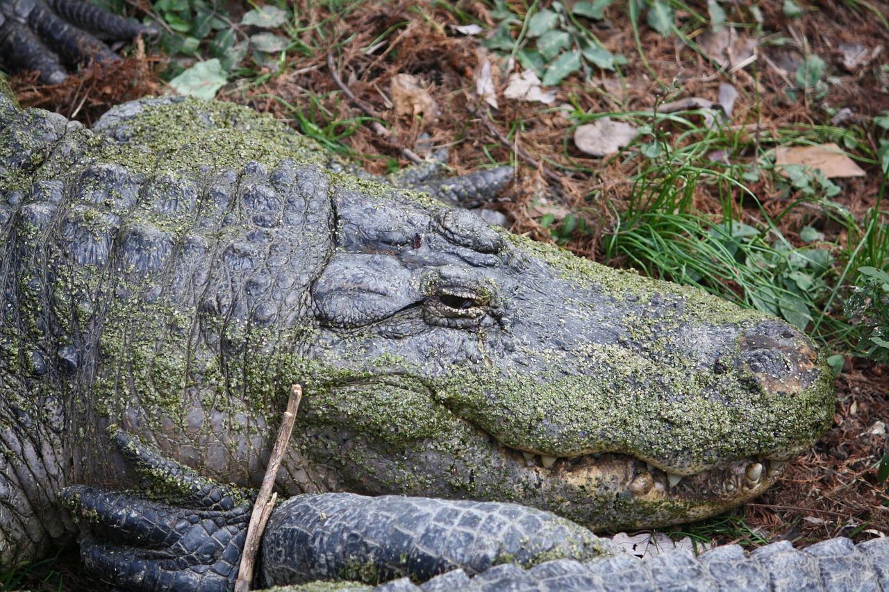 alligator alligators predator free photo
