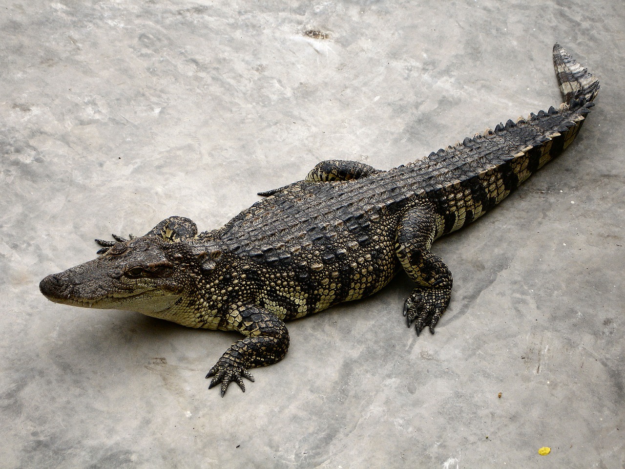 alligator reptile dangerous free photo