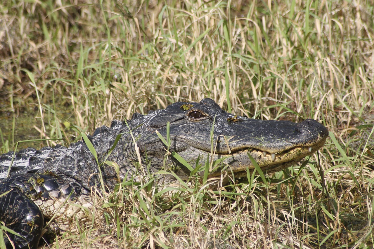 alligator nature florida free photo