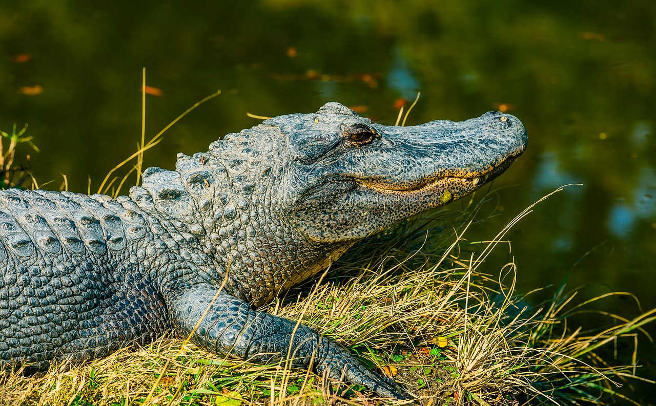 alligator reptile wildlife free photo