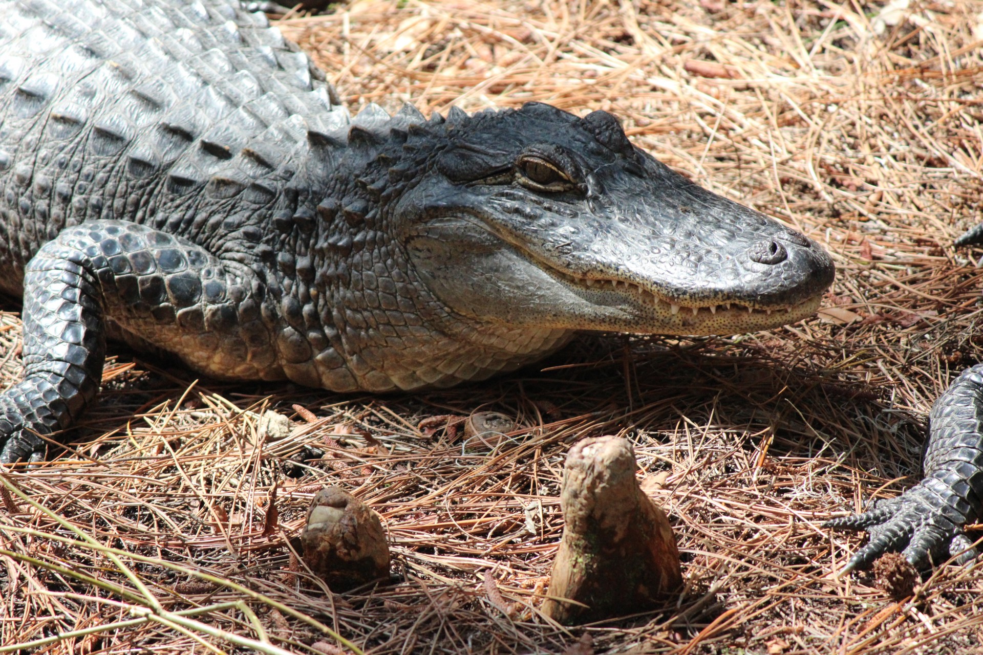 alligator head closeup free photo
