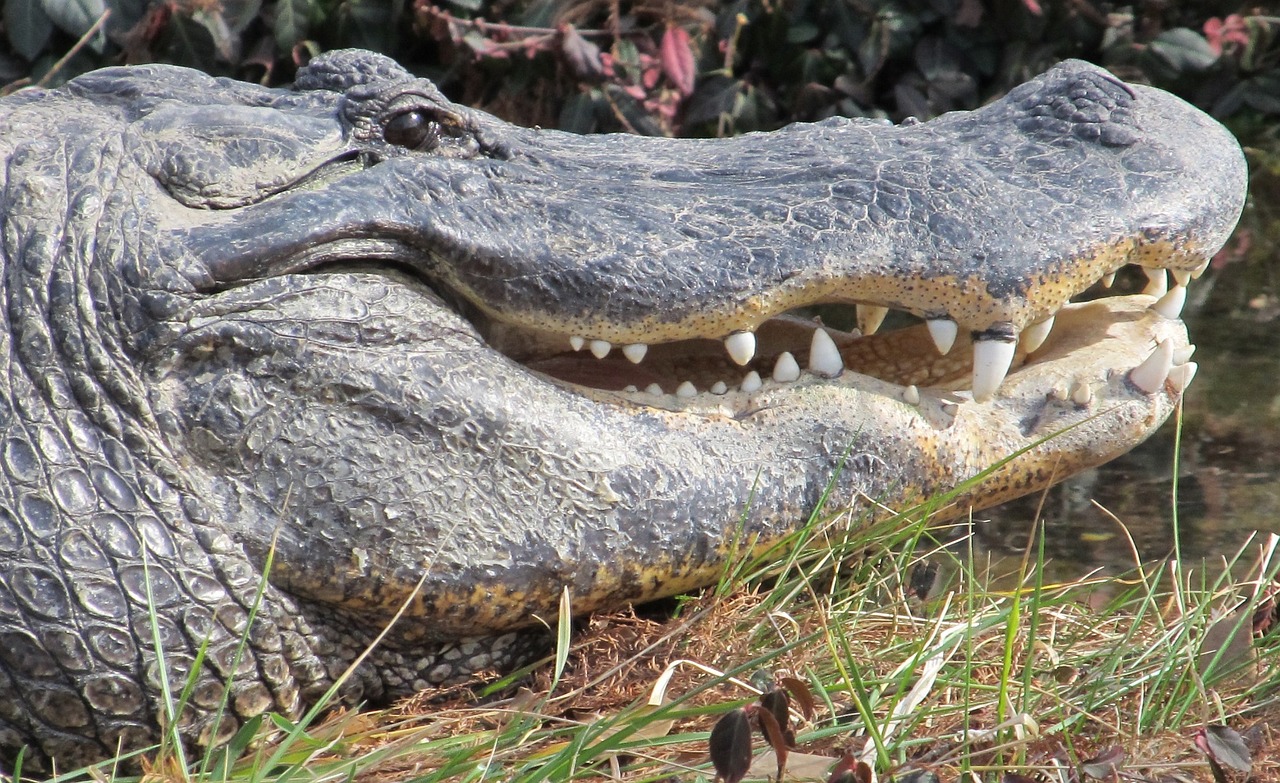 alligator head teeth free photo