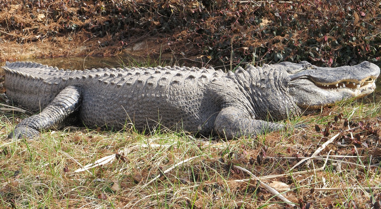 alligator water looking free photo