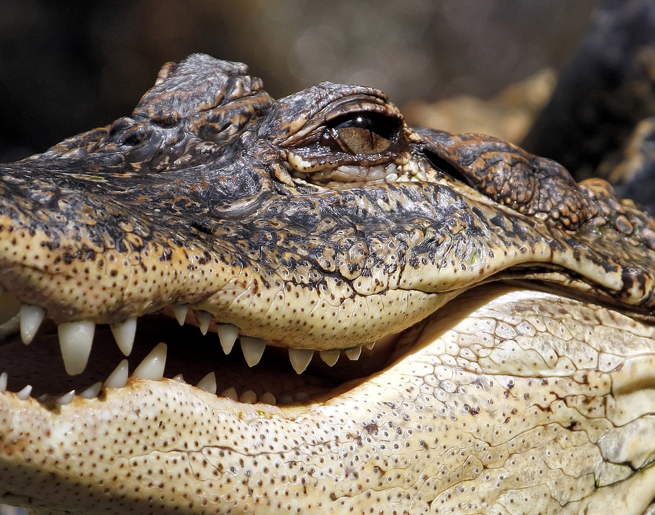 alligator crocodile jaw free photo