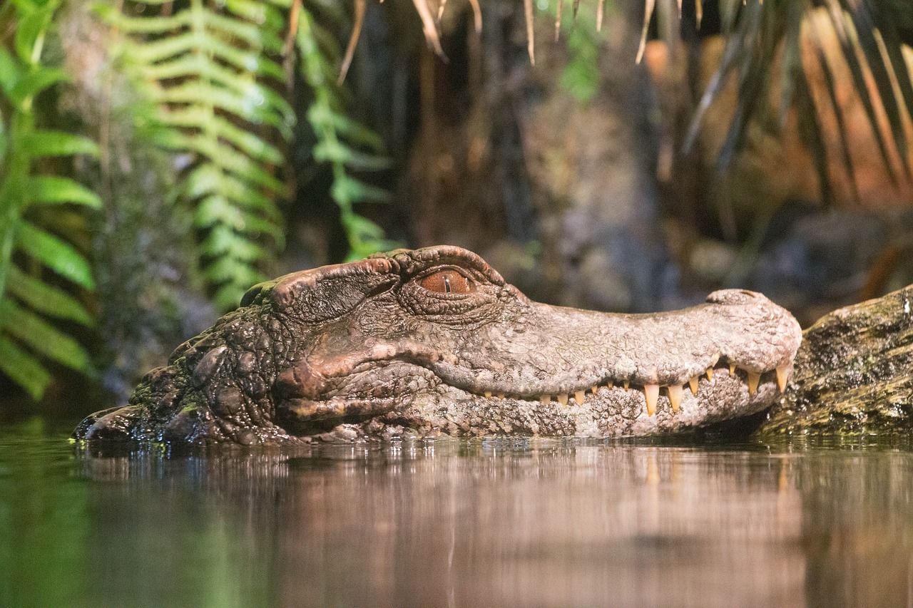 alligator swamp reptile free photo