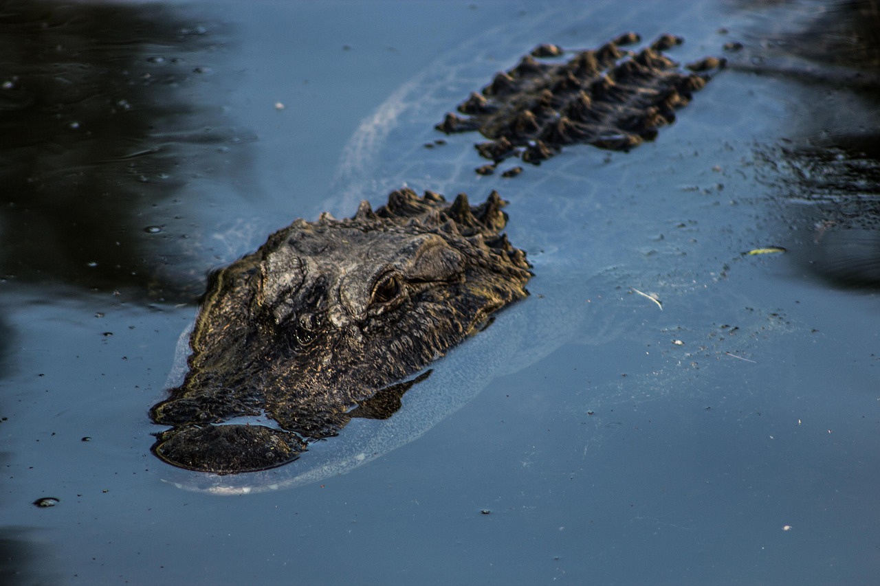 alligator reptile animal free photo