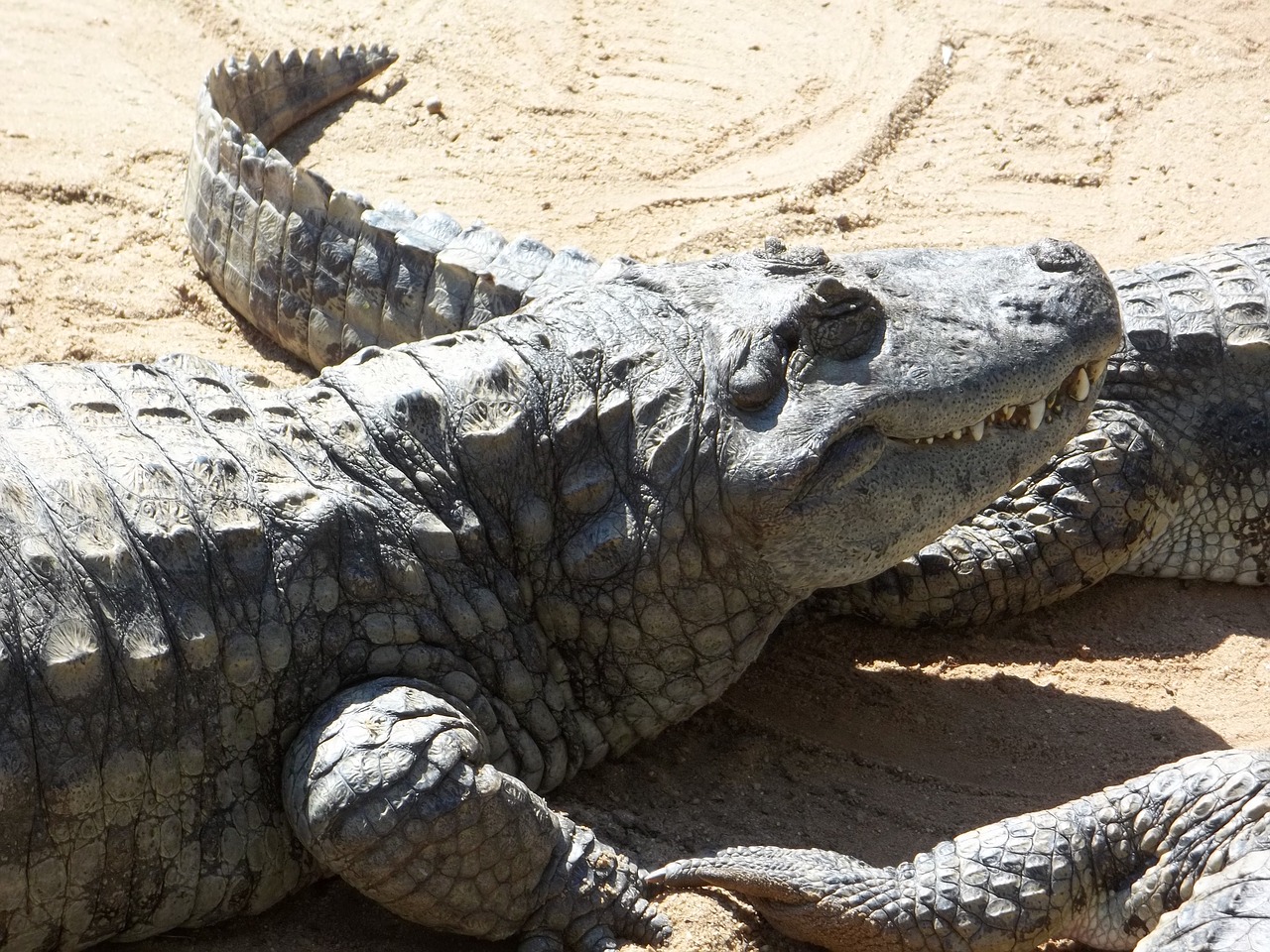 alligator reptile dangerous free photo