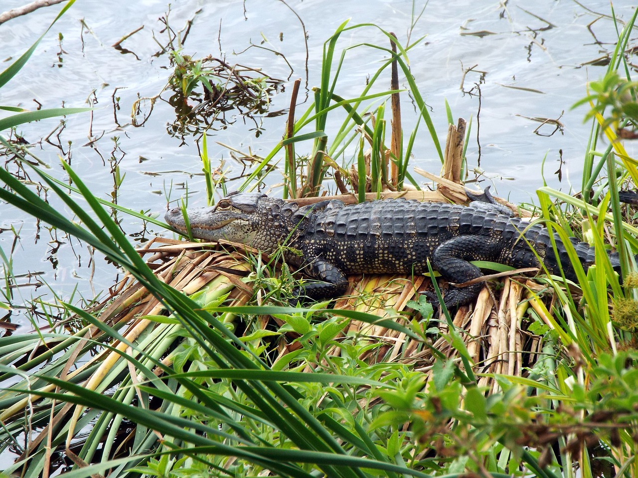 alligator pond wild free photo