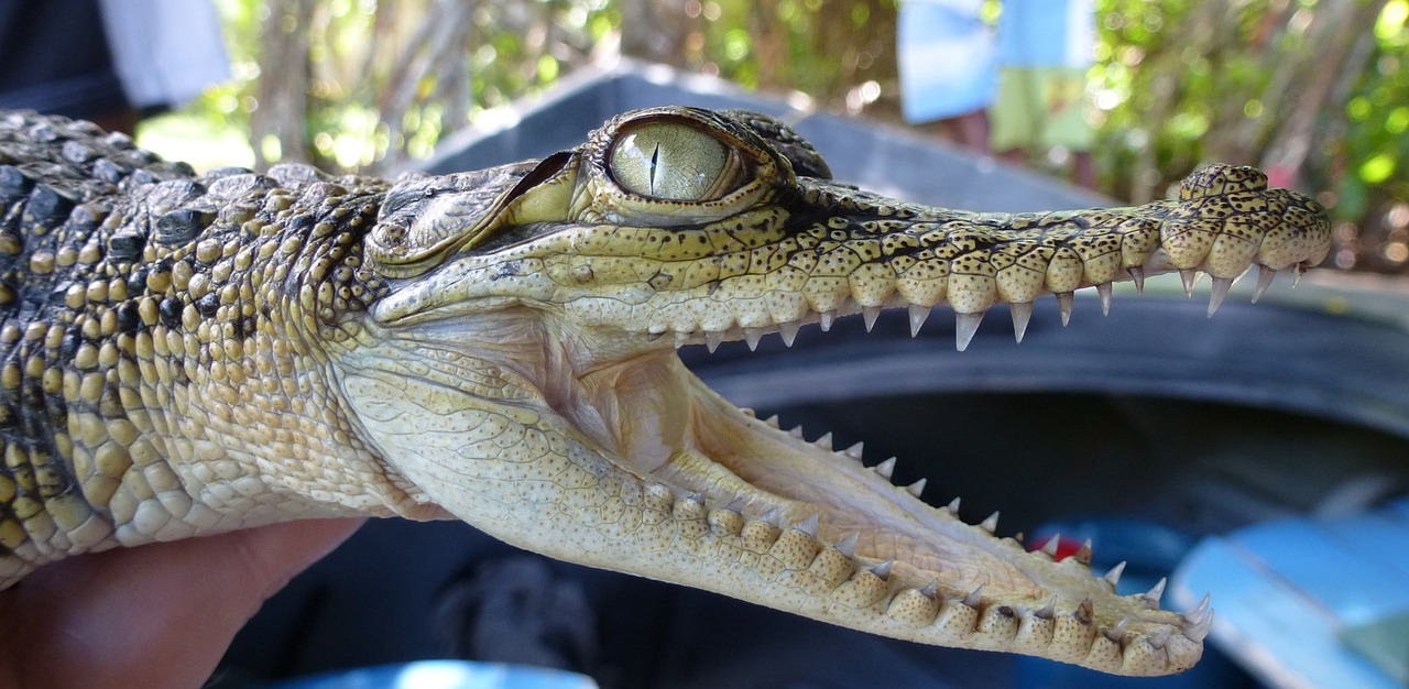 alligator sri lanka tooth free photo