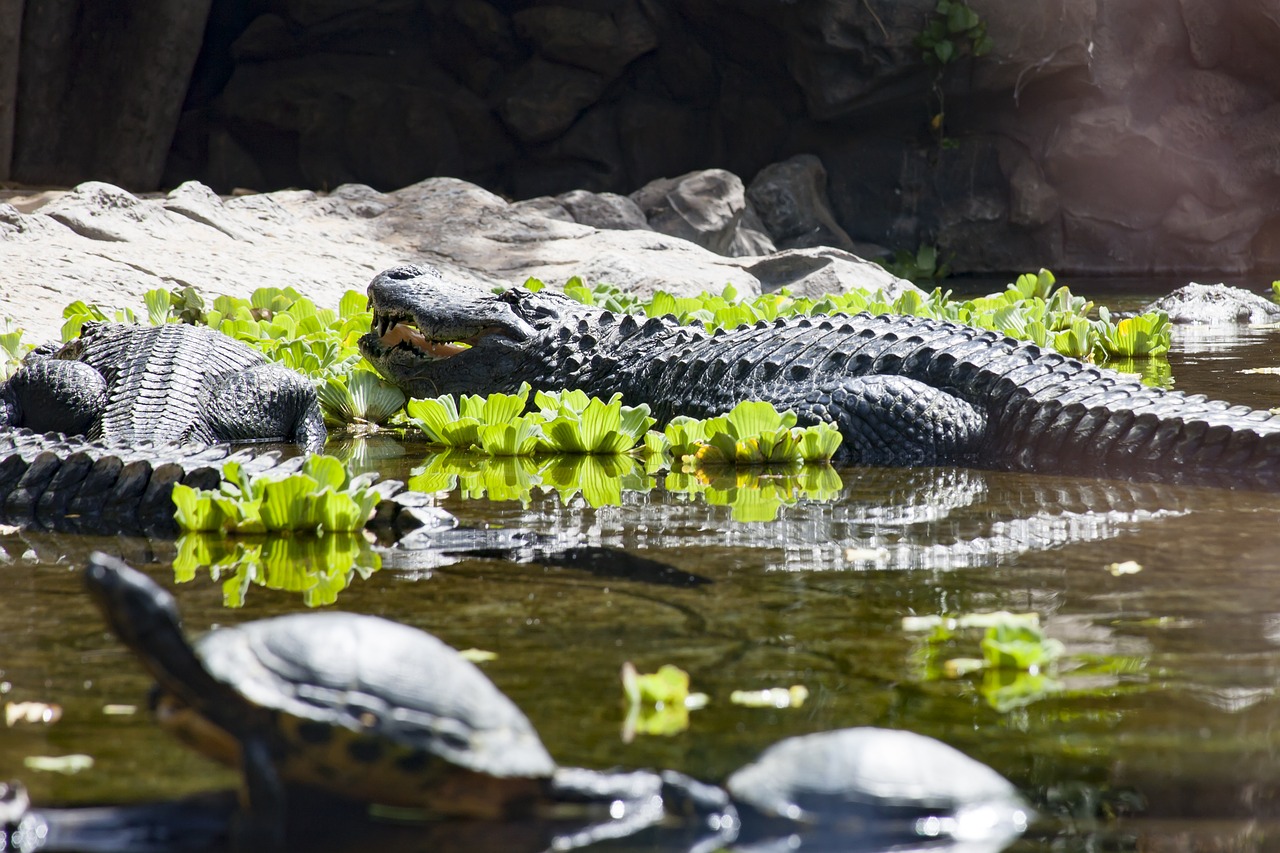 alligator crocodile zoo free photo
