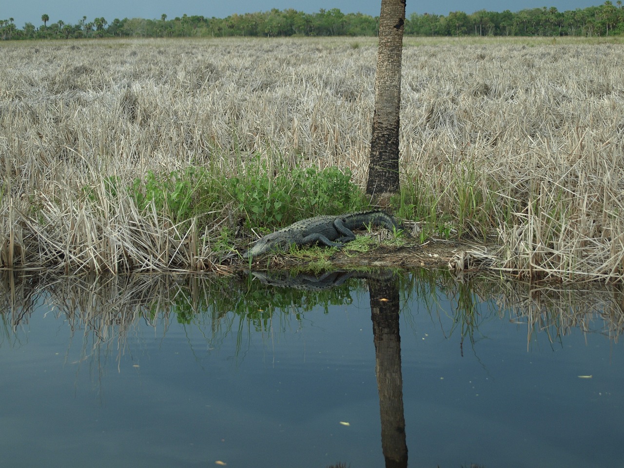 alligator everglades crocodile free photo