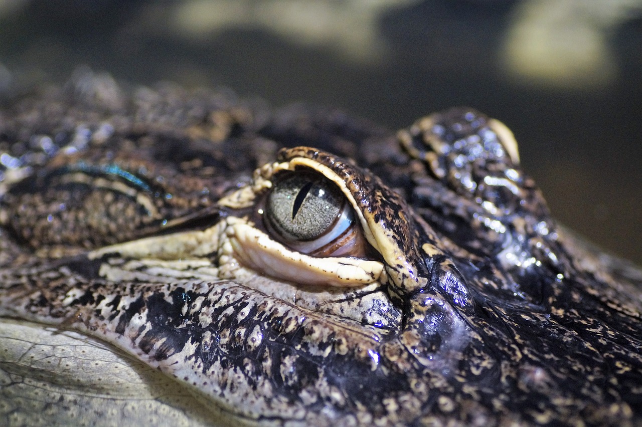 alligator predator crocodile free photo