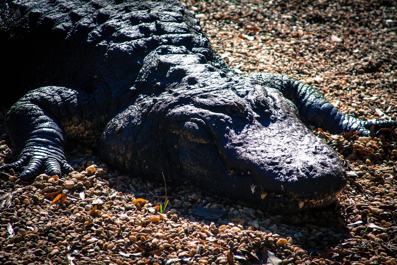 alligator nature animal free photo