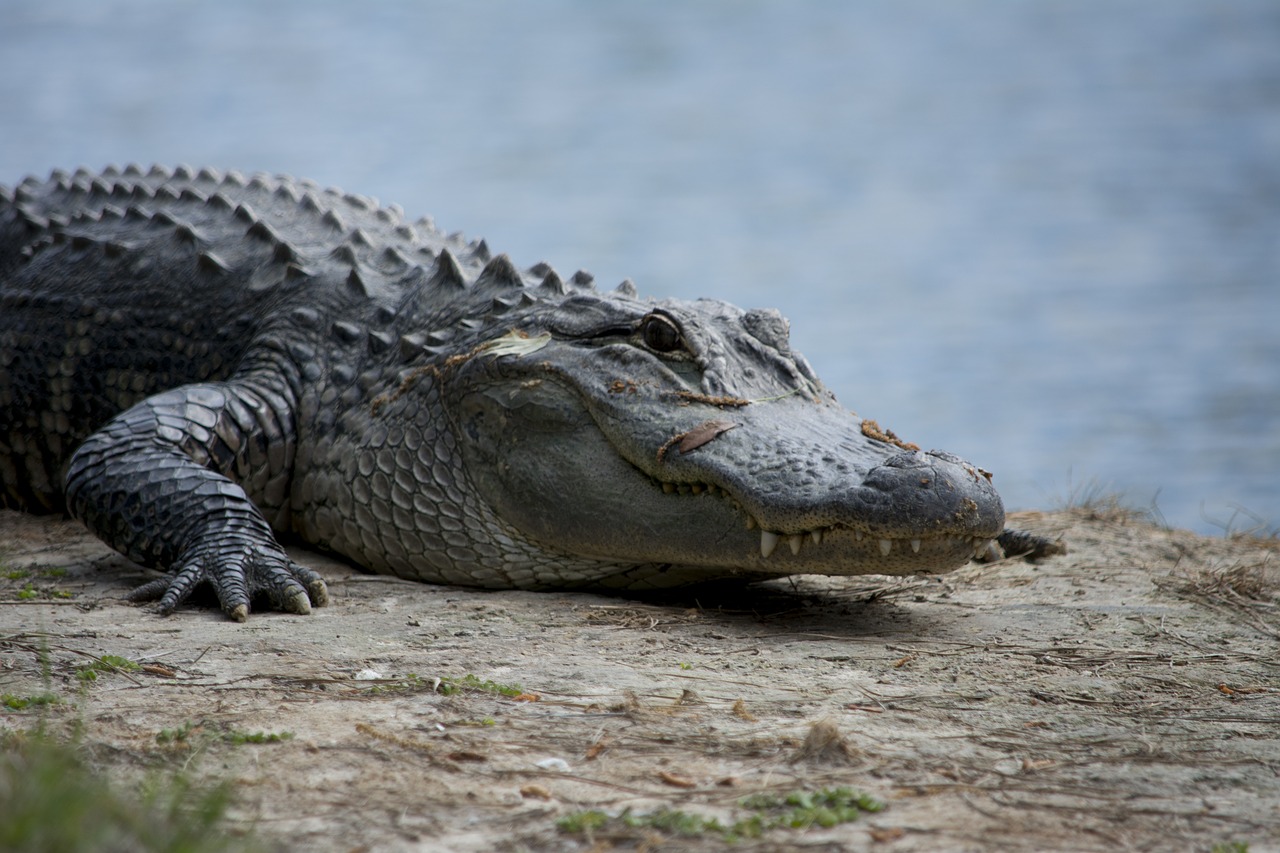 alligator crocodile teeth free photo