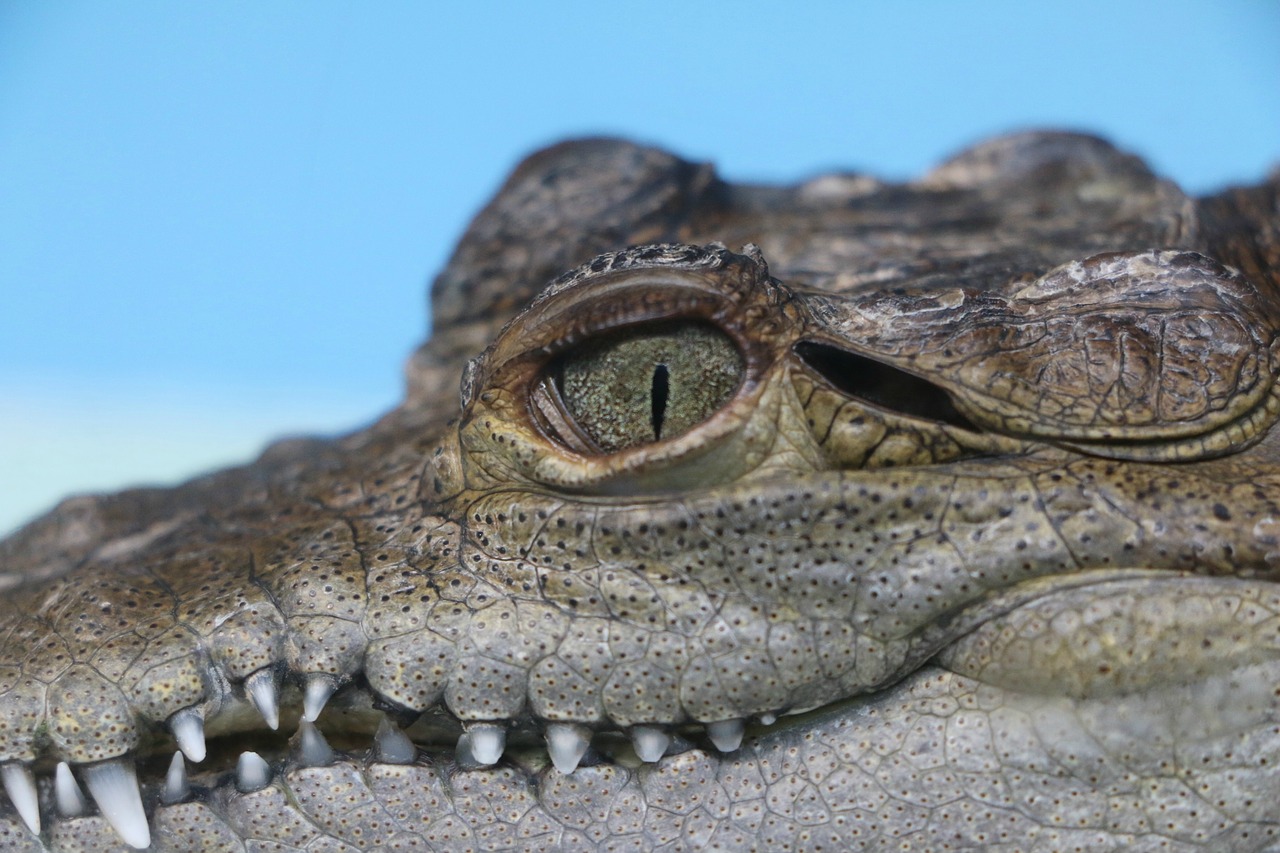 alligator juvenile reptile free photo