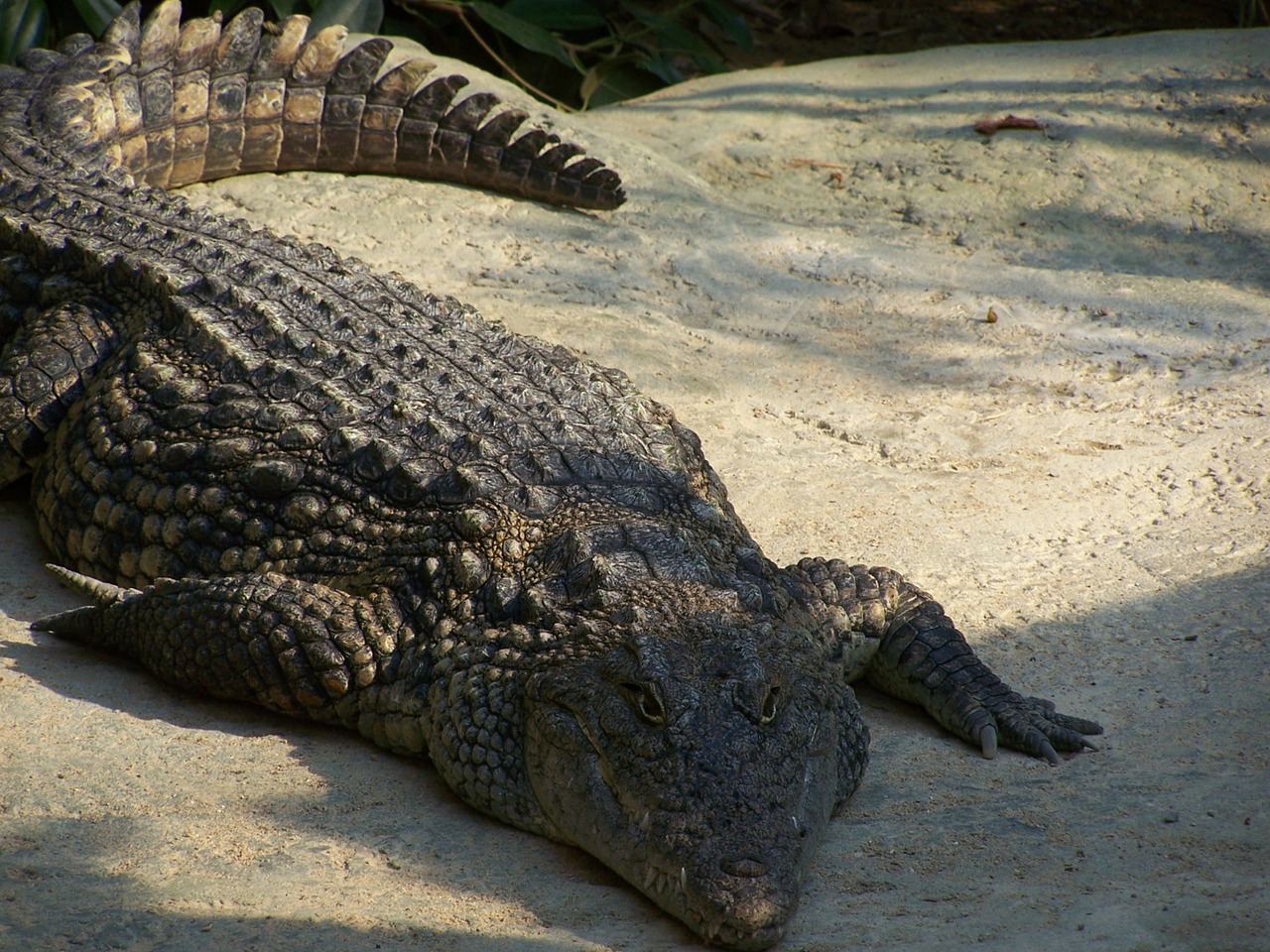 alligator crocodile reptile free photo