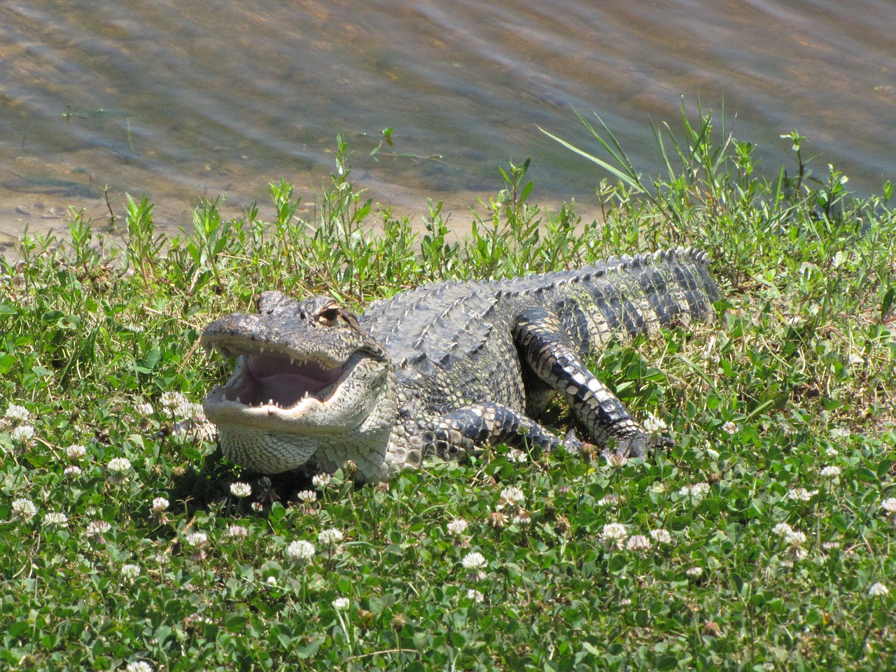 alligator reptile american alligator free photo