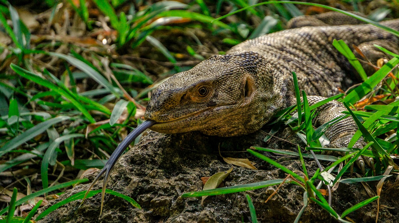 alligator reptile tongue free photo