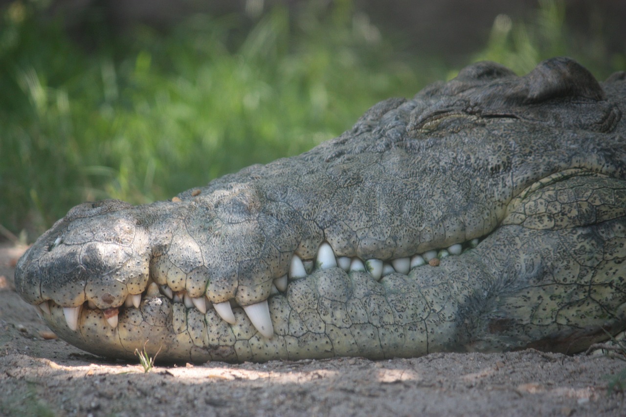 alligator crocodile foot free photo