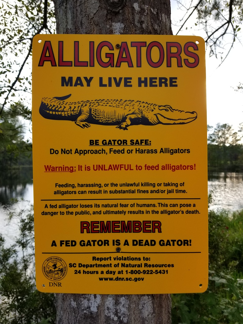 alligator sign warning free photo