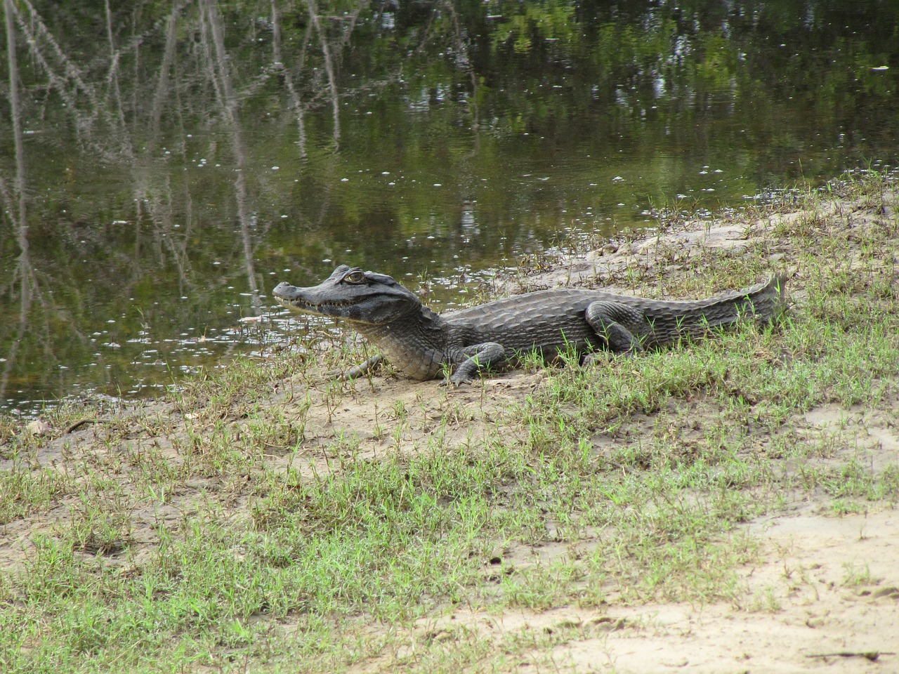 alligator brazil mato grosso free photo