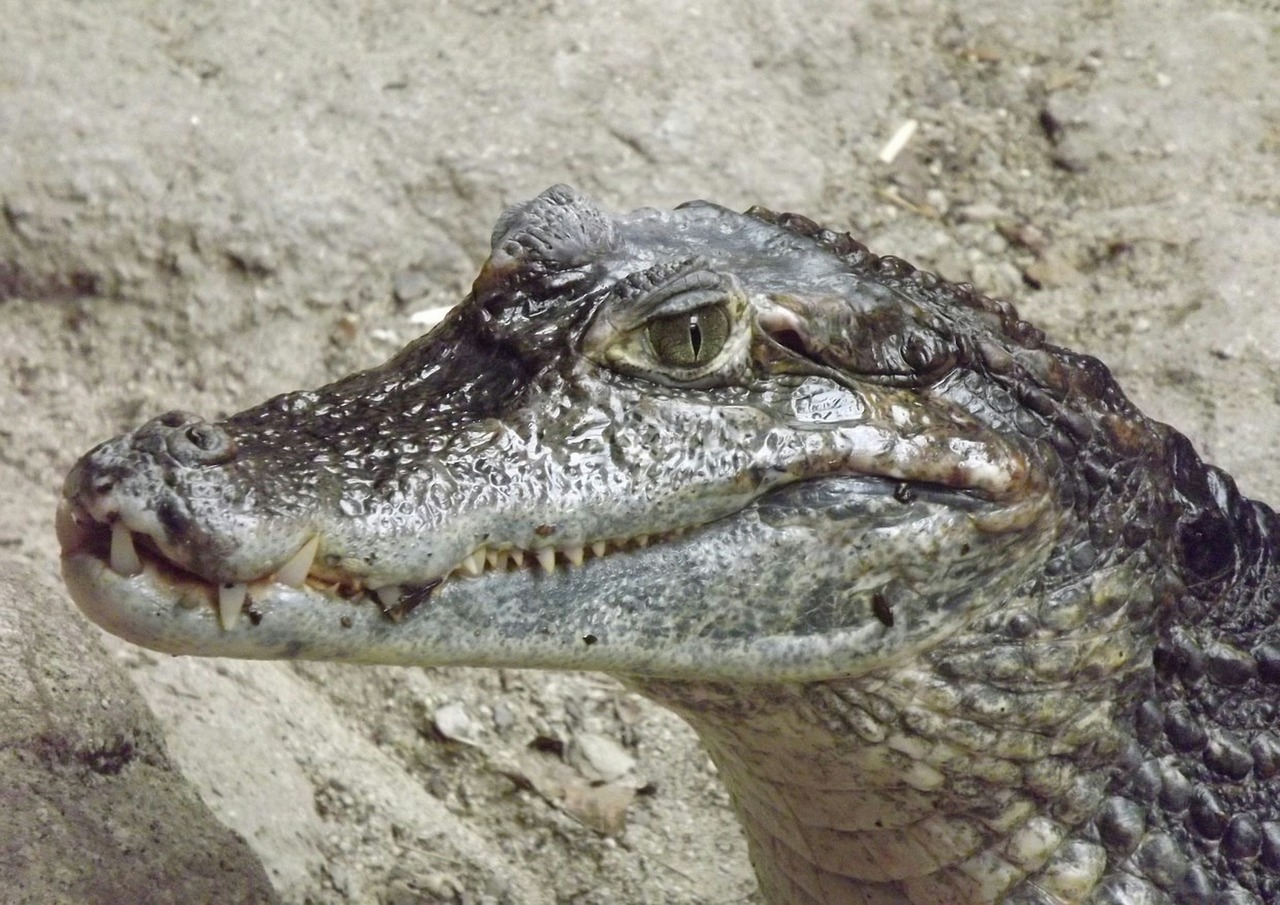 alligator crocodile amphibian free photo