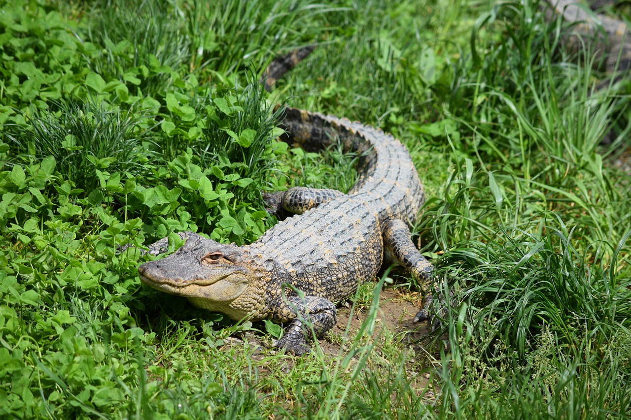 alligator  zoo  crocodile free photo