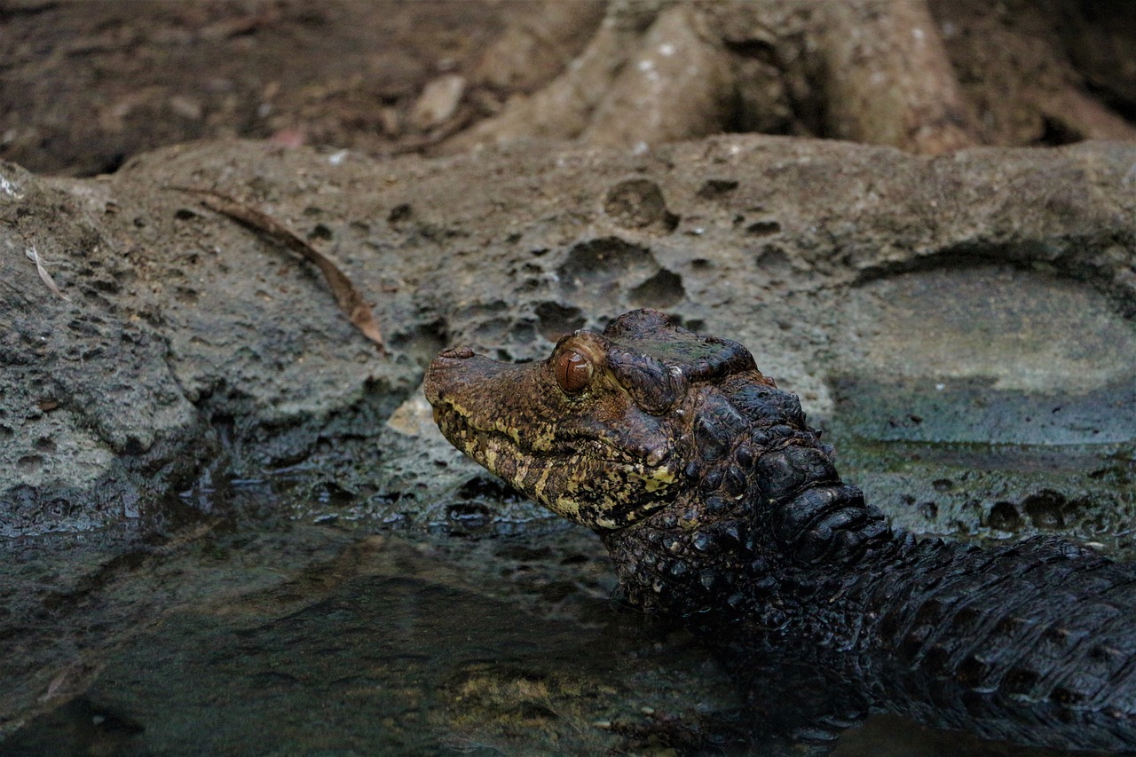 alligator  animal  reptile free photo