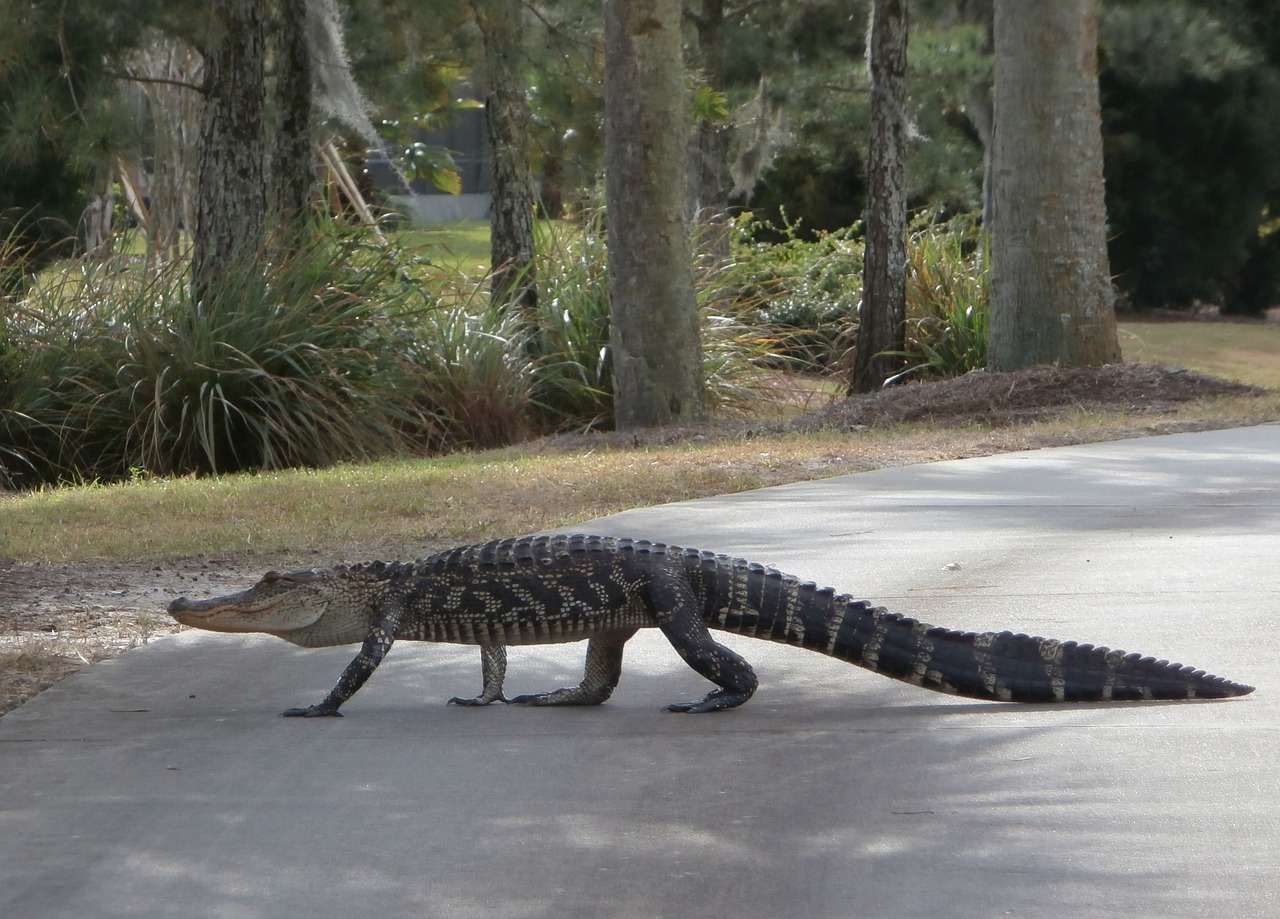 alligator  walking  golf course free photo