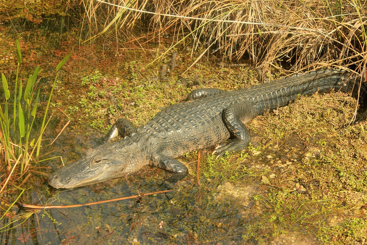 alligator reptiles american free photo