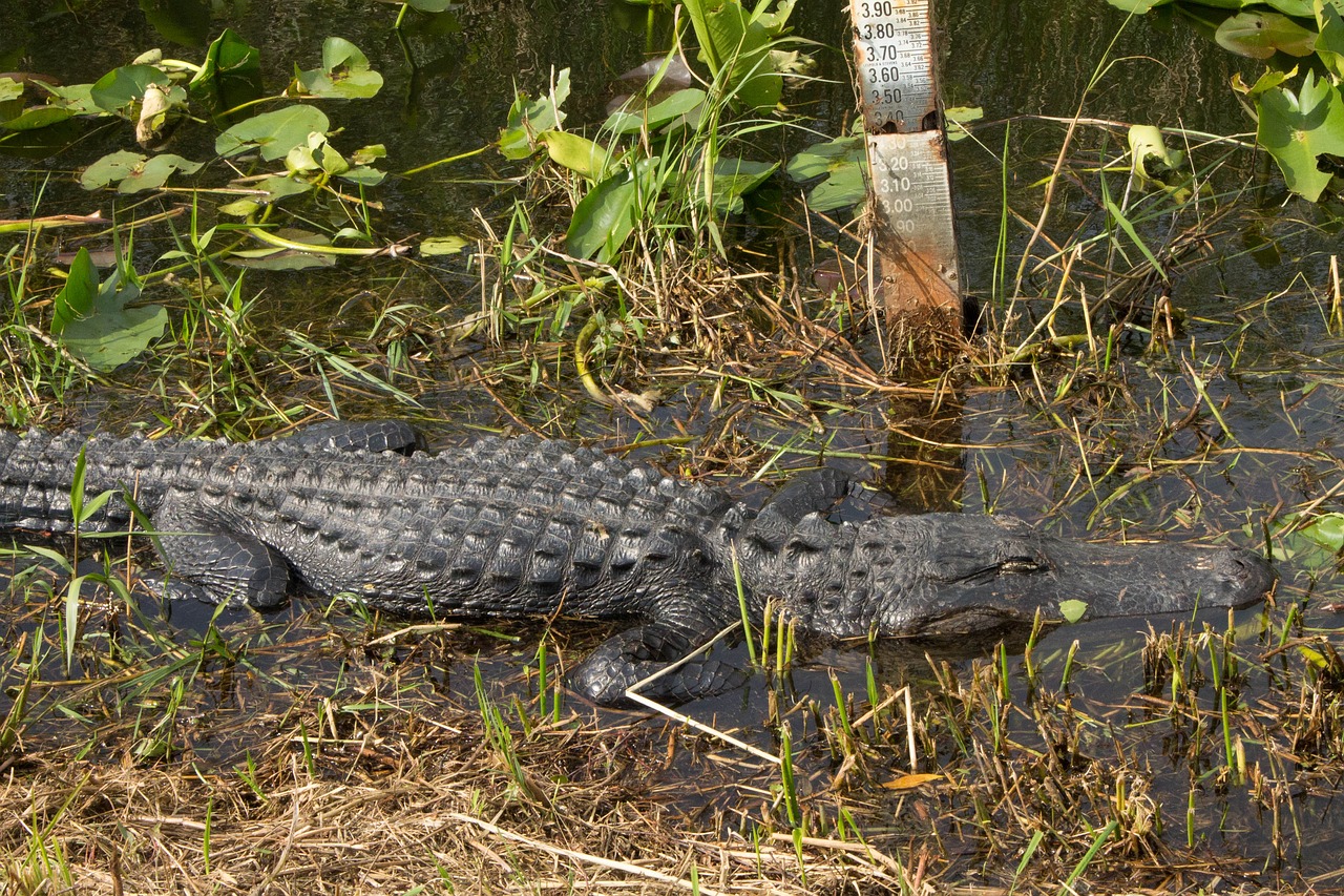 alligator  everglades  reptile free photo