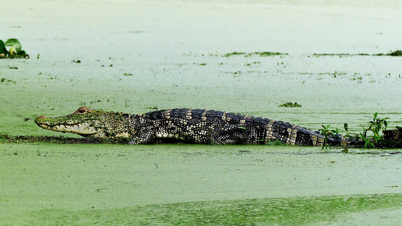 alligator  animal  bayou free photo