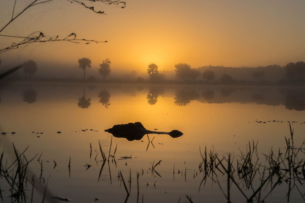 alligator  sunset  wildlife free photo