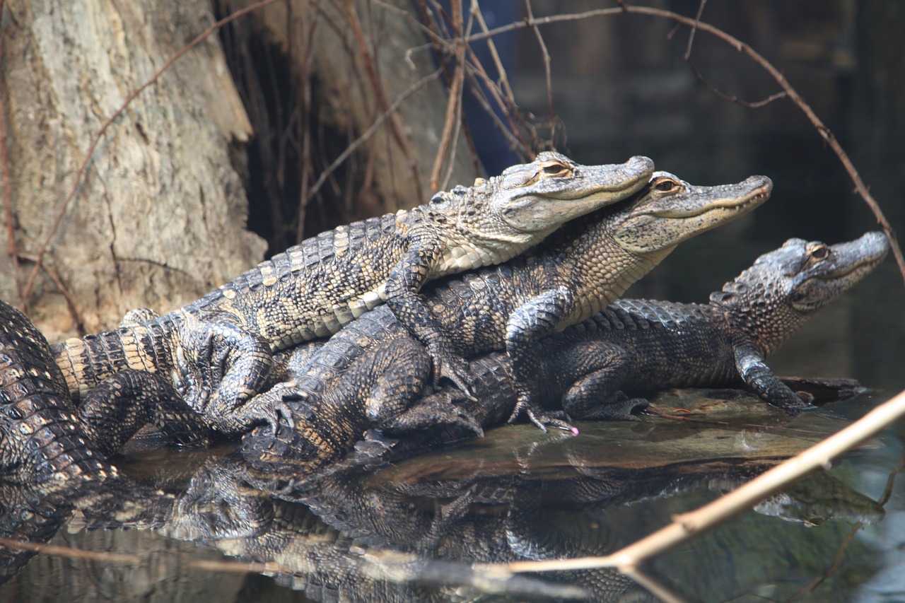 alligator  animals  predator free photo