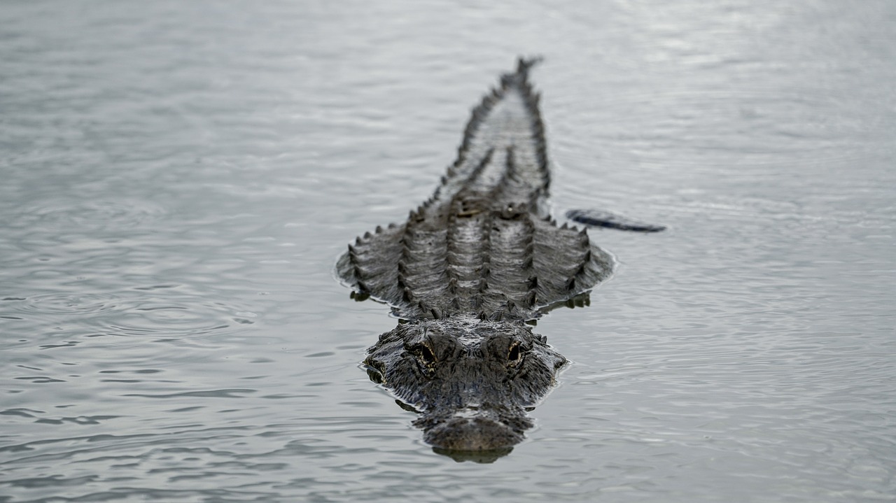 alligator  water  swamp free photo